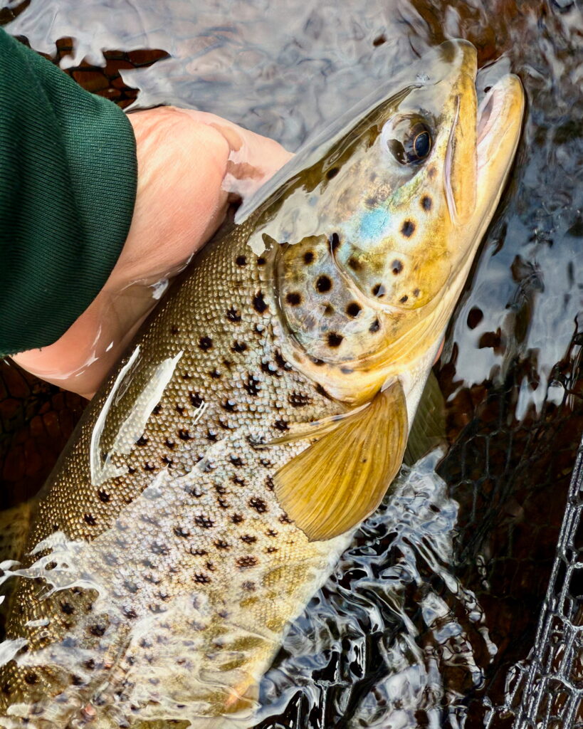 trout1