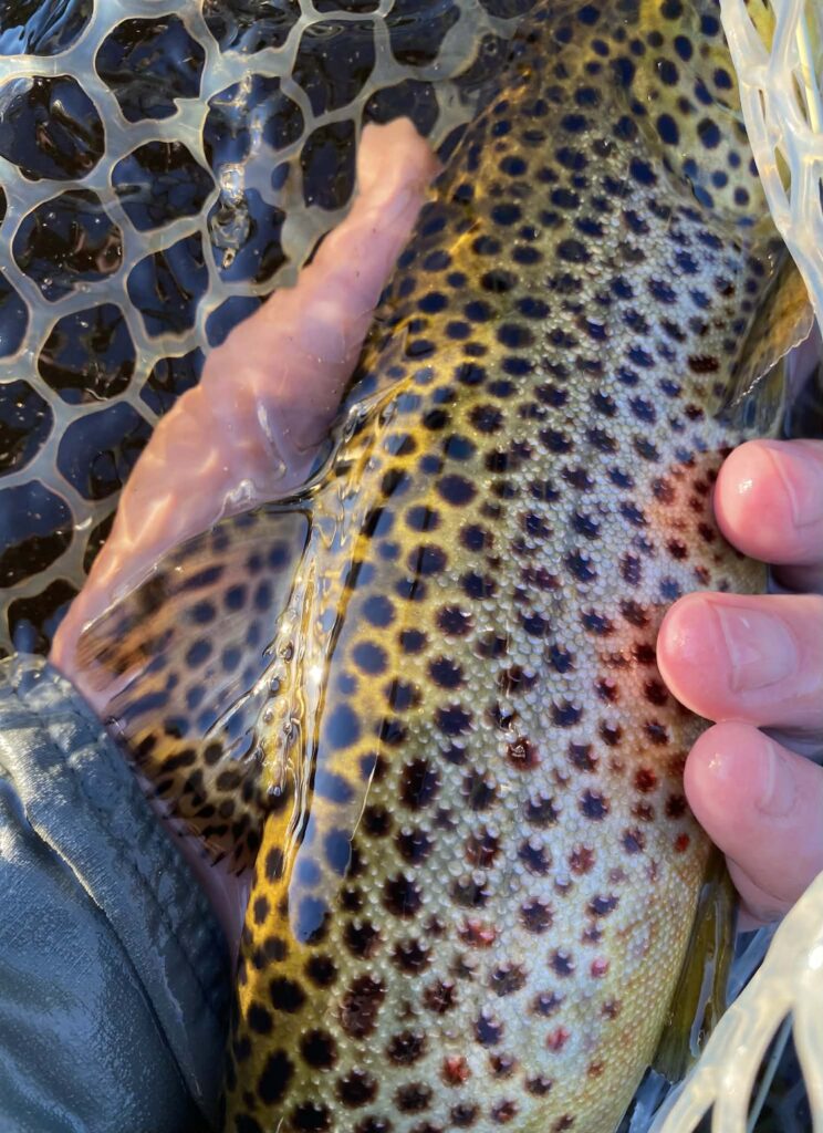 trout2