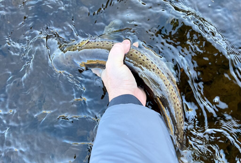 trout2